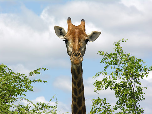 Fotos Giraffe